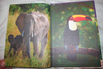 Джунгли. Животные и птицы