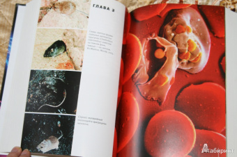 Марков, Наймарк: Эволюция. Классические идеи в свете новых открытий