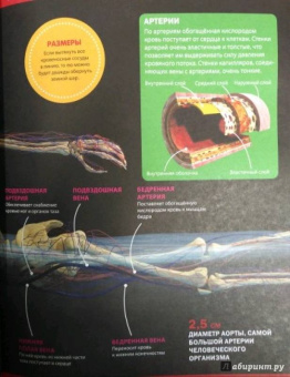 Как устроен человек. Энциклопедия для детей