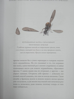 Ричард Докинз: Полеты воображения. Разум и эволюция против гравитации