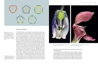 Бруно Кремер: Цветы. Естественная история