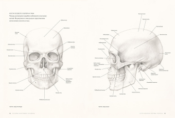 Роберто Ости: Основы анатомии человека. Наглядное руководство для художников