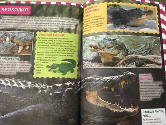 Джунгли. Животные и птицы