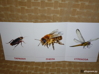 Цветкова, Шорыгина: Демонстрационные картинки "Насекомые" (16 картинок)