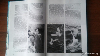 Михаил Жилин: Птичьи базары