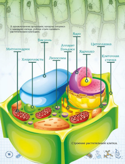 Ольга Соколова: Как одна маленькая клетка изменила целый мир!
