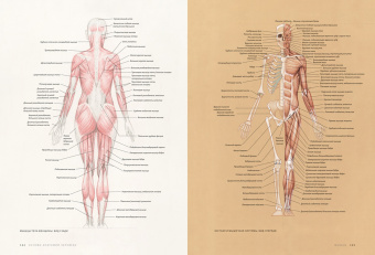 Роберто Ости: Основы анатомии человека. Наглядное руководство для художников
