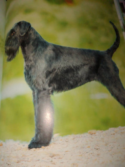 Ольга Тяжлова: Энциклопедия. Собаки