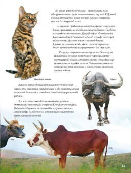 Ольга Соколова: Домашние питомцы и кто за них в ответе…