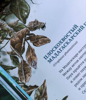Лина Реншлебротен: Животные невидимки. Чудеса маскировки в дикой природе