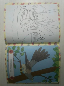 Птицы. Детская раскраска