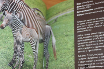 Блэйман, Истланд: Детеныши животных