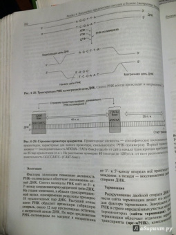 Авдеева, Алейникова, Андрианова: Биохимия. Учебник