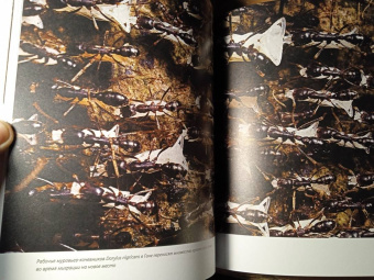 Марк Моффетт: Приключения среди муравьев. Путешествие по земному шару с триллионами суперорганизмов