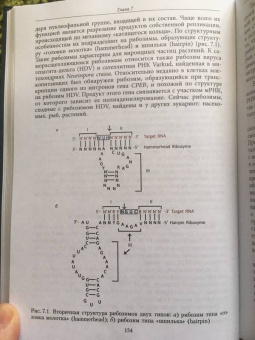 Миронова, Падкина, Самбук: РНК. Синтез и функции. Учебное пособие