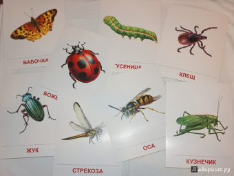 Цветкова, Шорыгина: Демонстрационные картинки "Насекомые" (16 картинок)