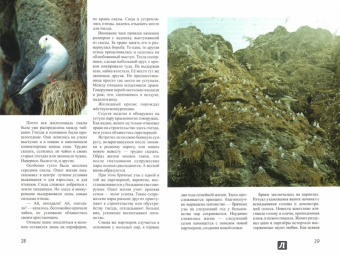 Михаил Жилин: Птичьи базары