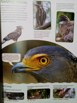 Кристин Балле: Яркий мир животных