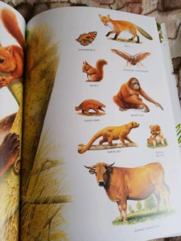 Селин Потард: Большой атлас животных