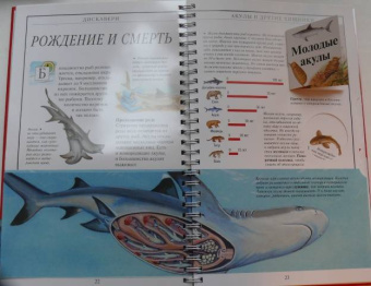 Джон Вудвард: Дискавери:  Акулы и другие хищники