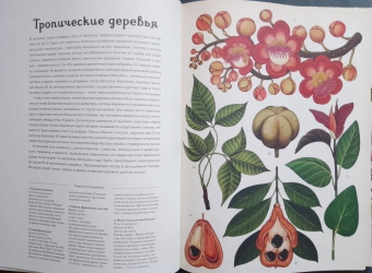 Кэти Уллис: Ботаникум