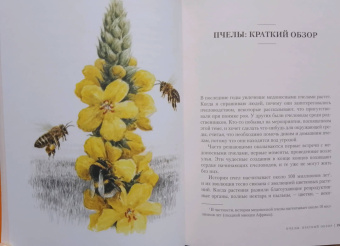 Фридрих Хайнбух: Пчелы. Что человек и пчела значат друг для друга