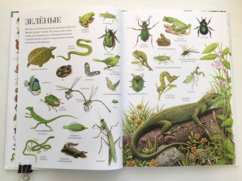 Селин Потард: Большой атлас животных