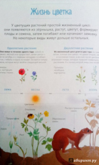 Корнек Дюмон-Ле: Мой цветочный гербарий. Цветы и семена