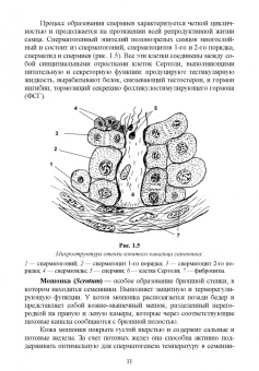 Дюльгер, Дюльгер, Седлецкая: Акушерство, гинекология и биотехника размножения кошек. Учебное пособие для вузов