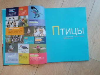 Птицы