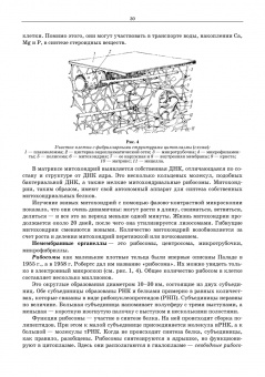 Сидорова, Панов, Семак: Морфология сельскохозяйственных животных. Анатомия и гистология с основами цитологии и эмбриологии