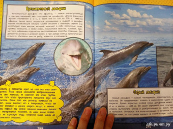 Ликсо, Кошевар: О подводном мире