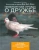 Дженнифер Холанд: Невероятная правда о дружбе:  47 историй в фотографиях об удивительной дружбе животных