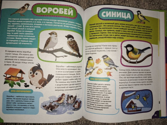 Анна Забирова: Птицы для самых маленьких