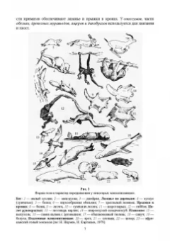 Машкин, Ларионова, Шевнина: Звери России. Учебное пособие