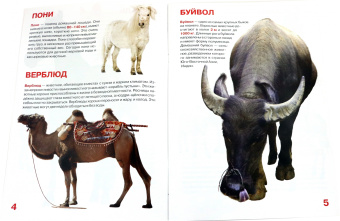 Олег Завязкин: Домашние животные