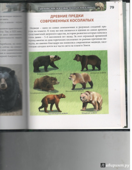 Ярослава Соколова: Хочу знать. Медведи