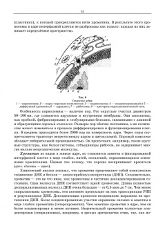 Сидорова, Панов, Семак: Морфология сельскохозяйственных животных. Анатомия и гистология с основами цитологии и эмбриологии
