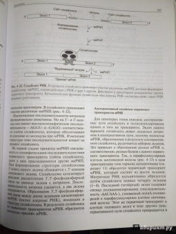 Авдеева, Алейникова, Андрианова: Биохимия. Учебник
