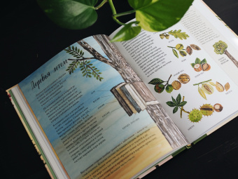 Памела Хикман: Природа вокруг нас. Растения и Деревья (2 книги в 1 томе-перевертыше)