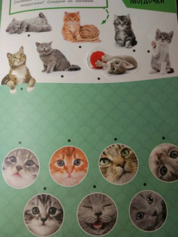 Зверята + наклейки. Котята