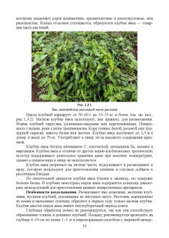 Ториков, Мельникова, Резунова: Культурные растения в мировом земледелии. Корне- и клубнеплоды, сахароносные, масличные