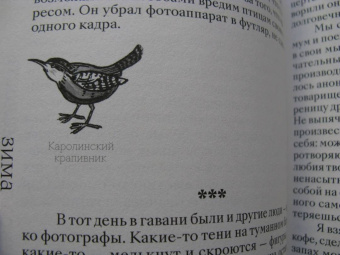 Кио Маклир: Птицы, искусство, жизнь. Год наблюдений