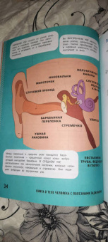 Кэти Стоукс: Книга о теле человека с полезными заданиями и упражнениями