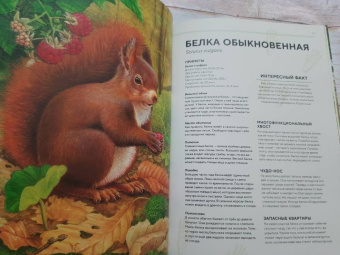 Хольгер Хааг: Лесные животные в натуральную величину