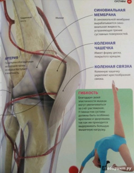 Как устроен человек. Энциклопедия для детей