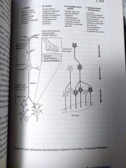 Эрик Кандель: В поисках памяти