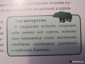 Ярослава Соколова: Хочу знать. Медведи