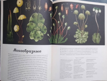 Кэти Уллис: Ботаникум