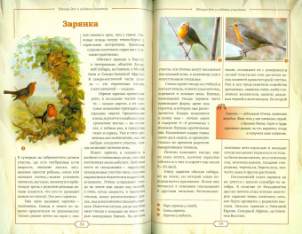 Владимир Бабенко: Птицы дач и садовых участков